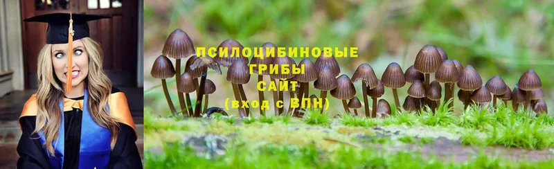 Псилоцибиновые грибы Magic Shrooms  Унеча 